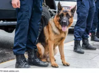 Domestic Terrorism Law Enforcement Dog.jpeg